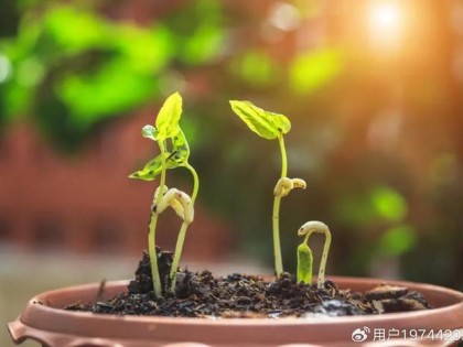前景无限！生物有机肥行业未来可期~