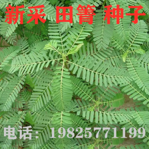 田箐种子别名碱菁涝豆耐涝耐旱盐碱土壤改良牧草果园固氮绿肥种籽